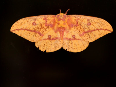 Imperial Moth - <i>Eacles imperialis</i>