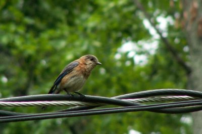 Eastern Bluebird<br>female