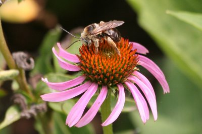 Bumblebee in Becky's Garden