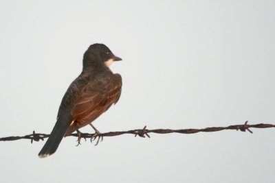 Eastern Kingbird <i>Tyrannus tyrannus</i>