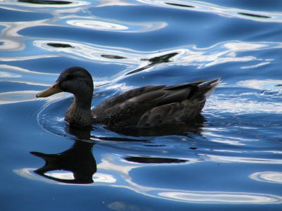 Boston common duck