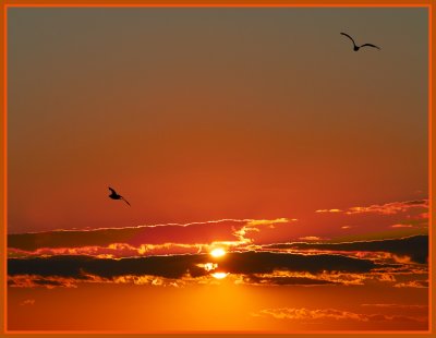 Gulls at Sunset 1