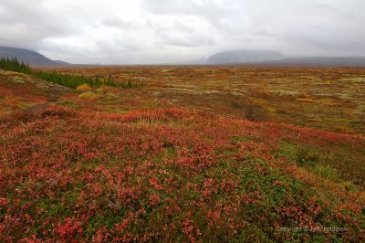 Thingvellir Iceland22.jpg