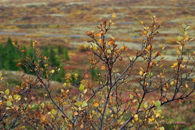 Thingvellir Iceland23.jpg