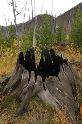 YellowStone48.jpg