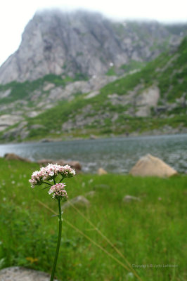 Lofoten_01.jpg