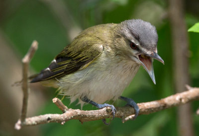 Red Eyed Vireo