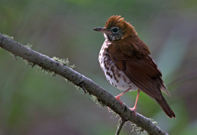 Wood Thrush