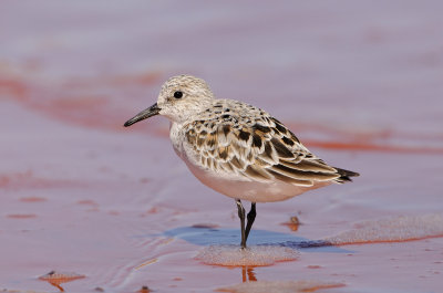 Sanderling