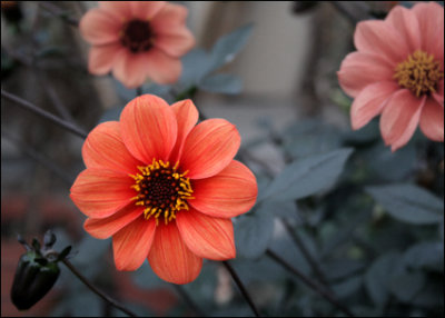 Dahlias