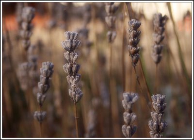 Dried lavender