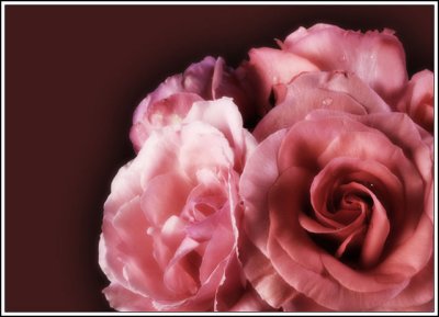 Autumn roses