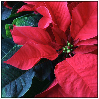 Poinsettia