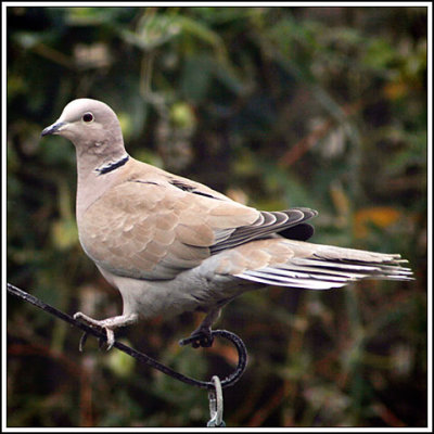 Collared Dove