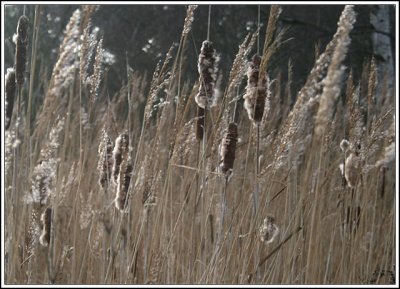 Cambridge Botanical Gardens