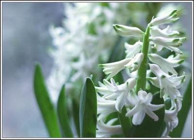 Hyacinths