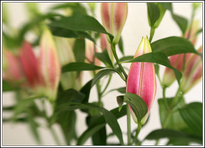 Oriental lilies