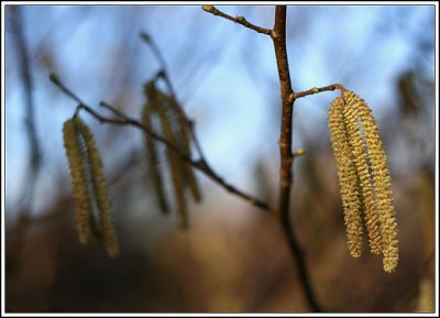 Catkins