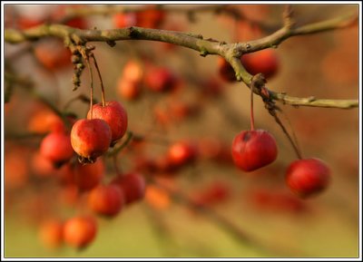 Crab apples
