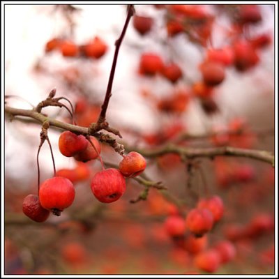 Crab apples