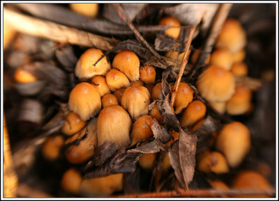 Glistening Ink Cap