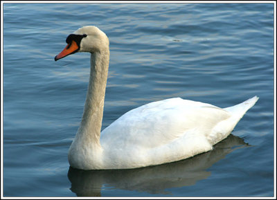 Adult Mute Swan