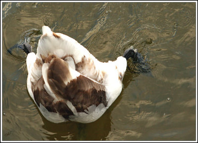 Mute Swan cygnet
