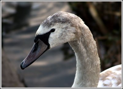 Mute Swan cygnet