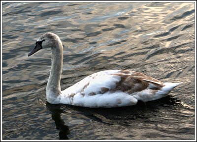 Mute Swan cygnet
