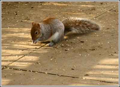 Grey Squirrel