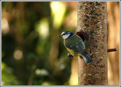 Blue Tit