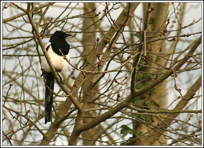 Milton Country Park, 23rd January 2007