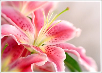 Oriental lilies