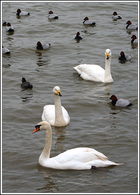 Mute Swan and Whoopers