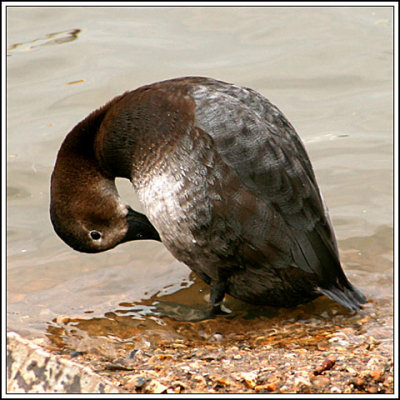 Pochard duck
