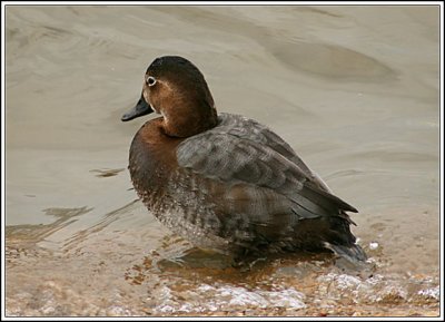 Pochard duck