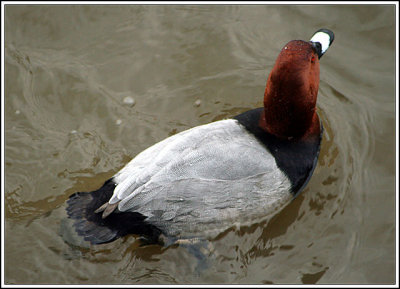 Pochard drake