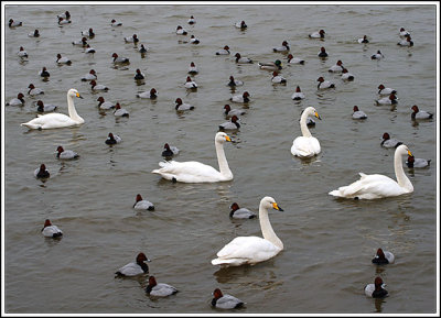Whooper Swans