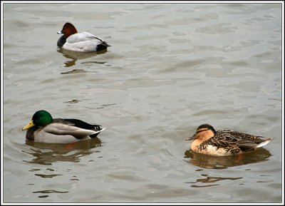 Mallard pair