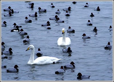 Whooper Swans