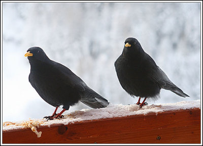 Alpine Choughs