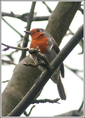 Robin
