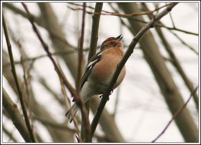 Chaffinch