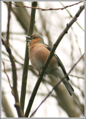 Chaffinch