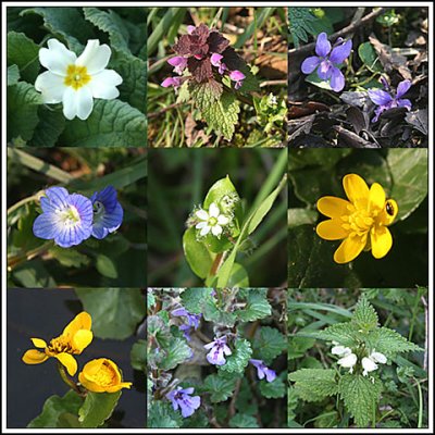 March wildflowers