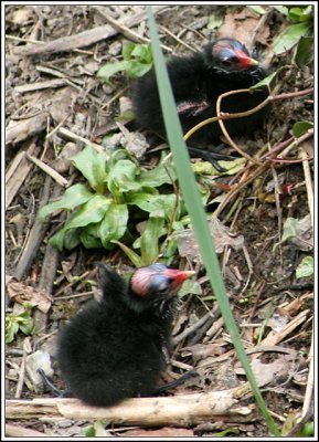 Moorhens