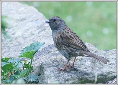 Dunnock