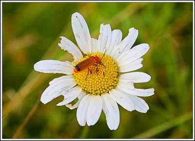 Insects