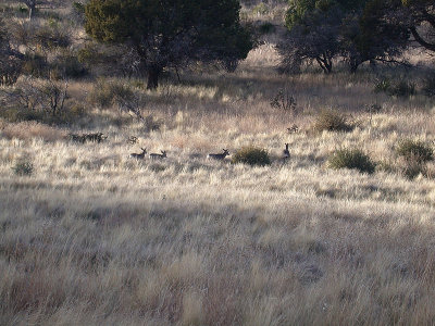 Dog Canyon, Guadalupe Mountains National Park