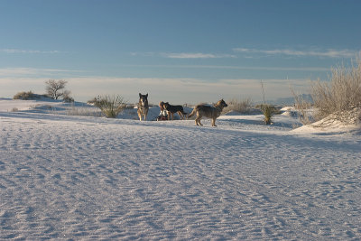 White Sands National Monument